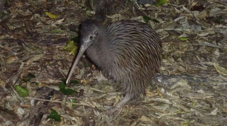 Okarito kiwi