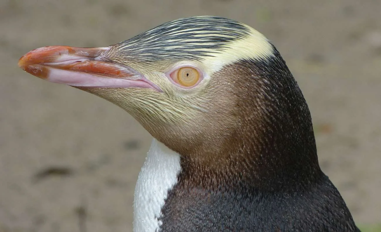 Yellow eyed Penguin