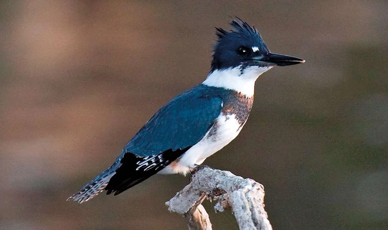 Belted Kingfisher