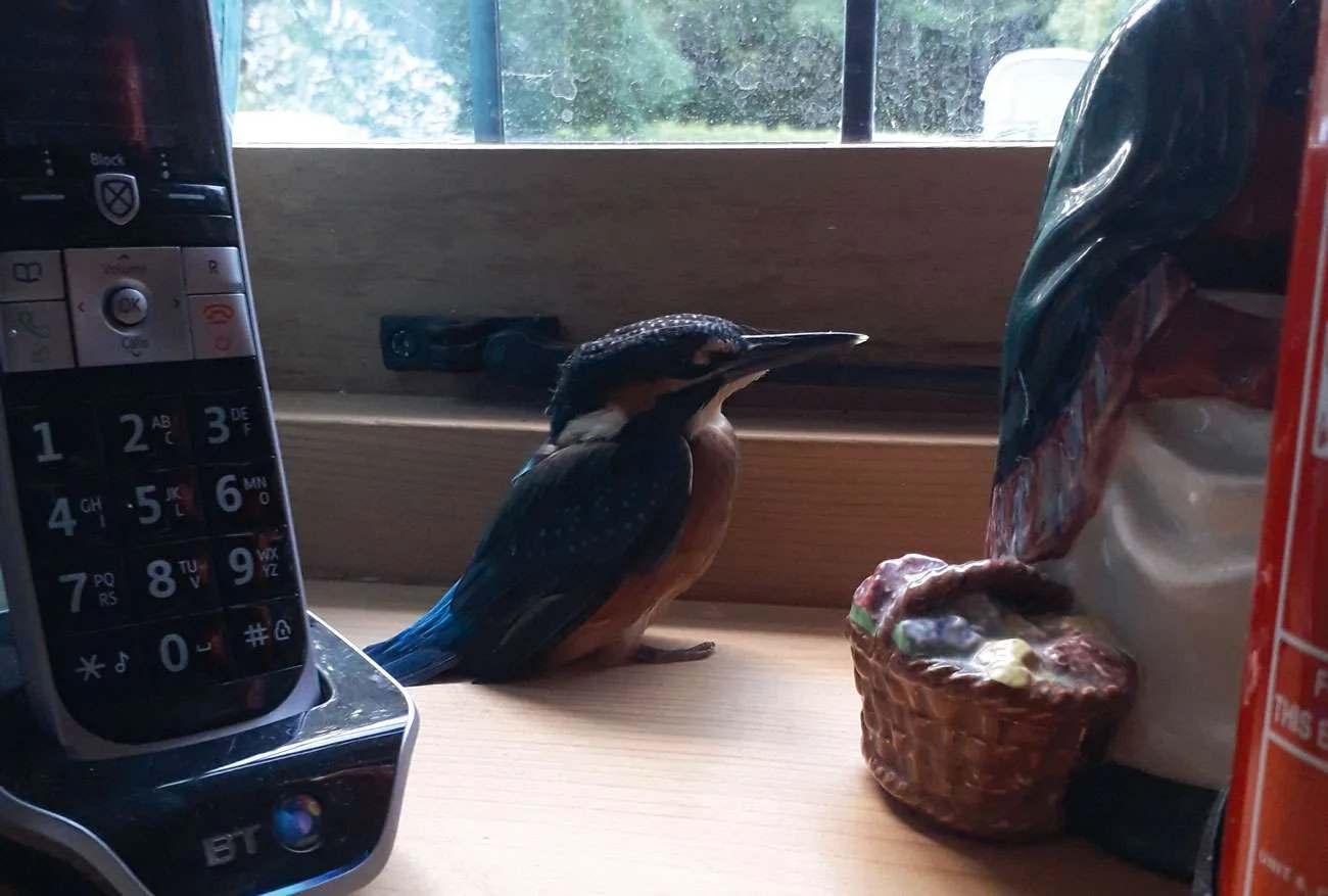 Kingfisher 22 June 2019