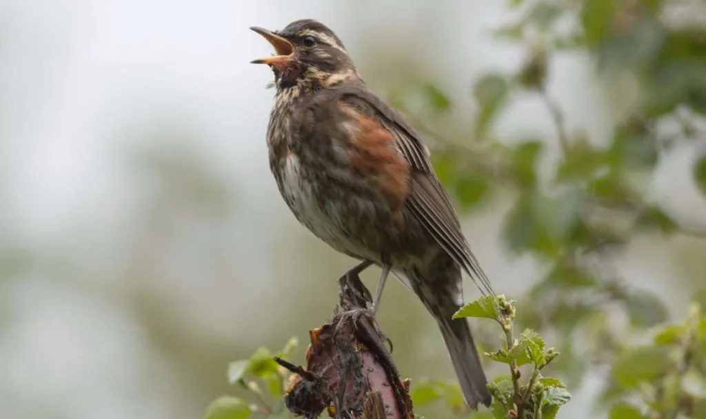 Turdus iliacus coburni