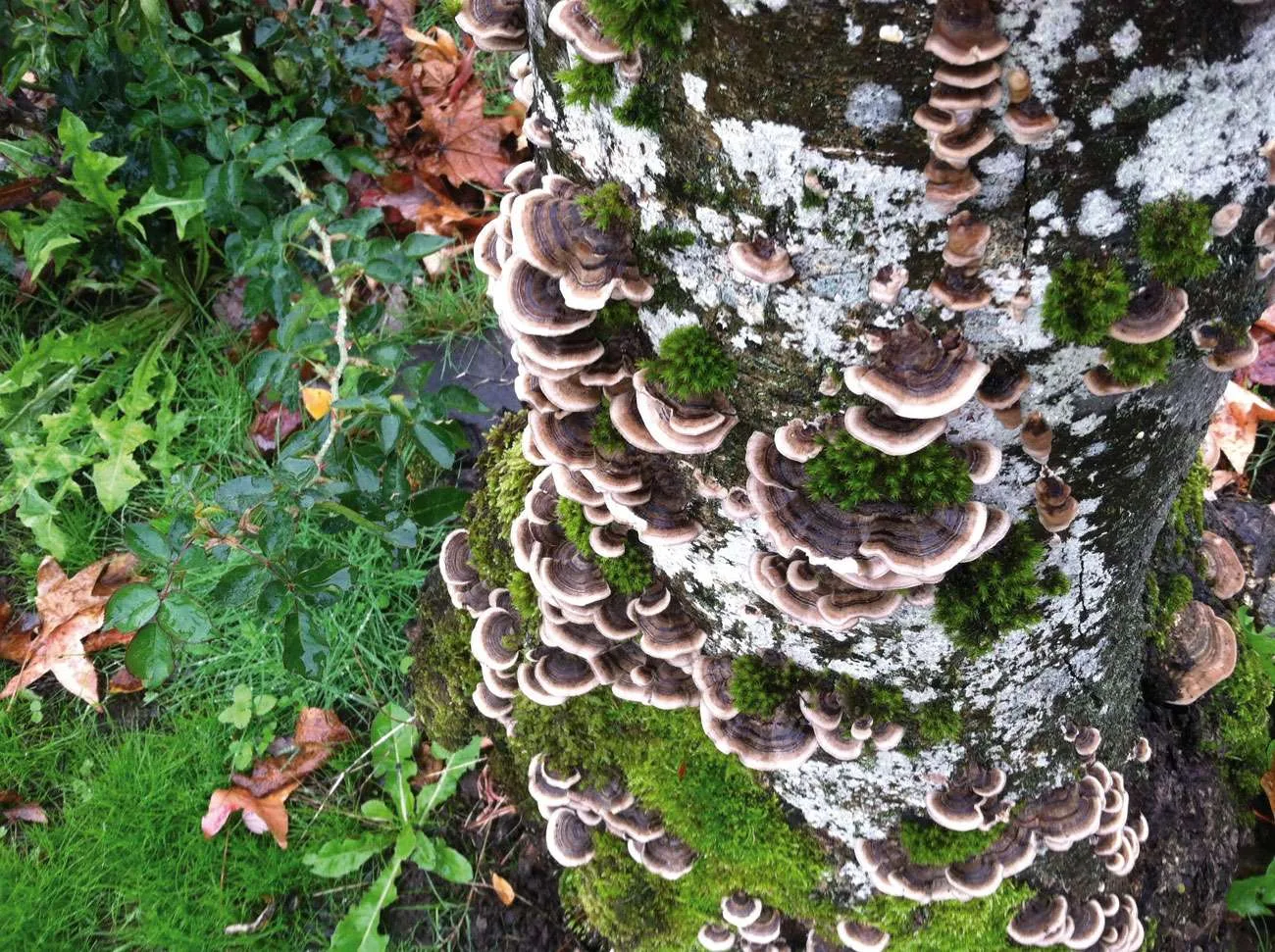 turkey tail 678513