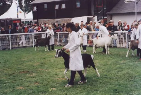 2003 goat showing