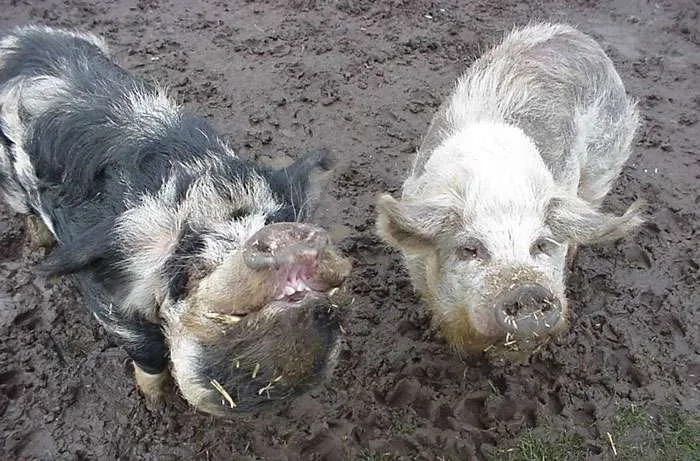 Favourite animals on farm we stayed at in holidays (Fudge & Lightening)