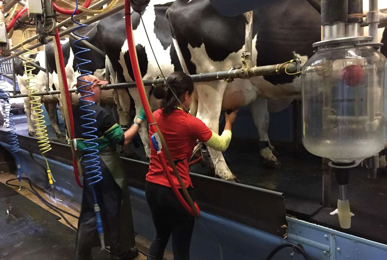 Me milking