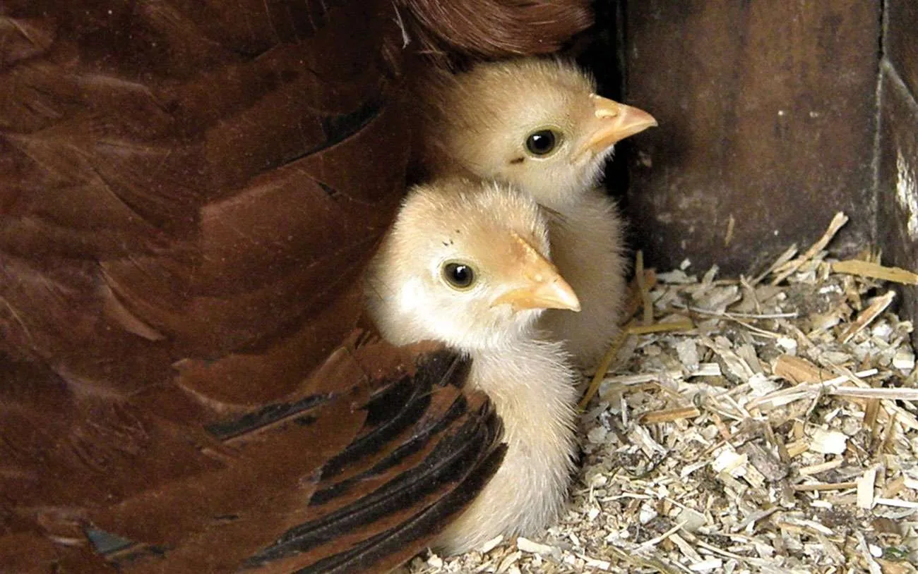 My Aunt’s chickens