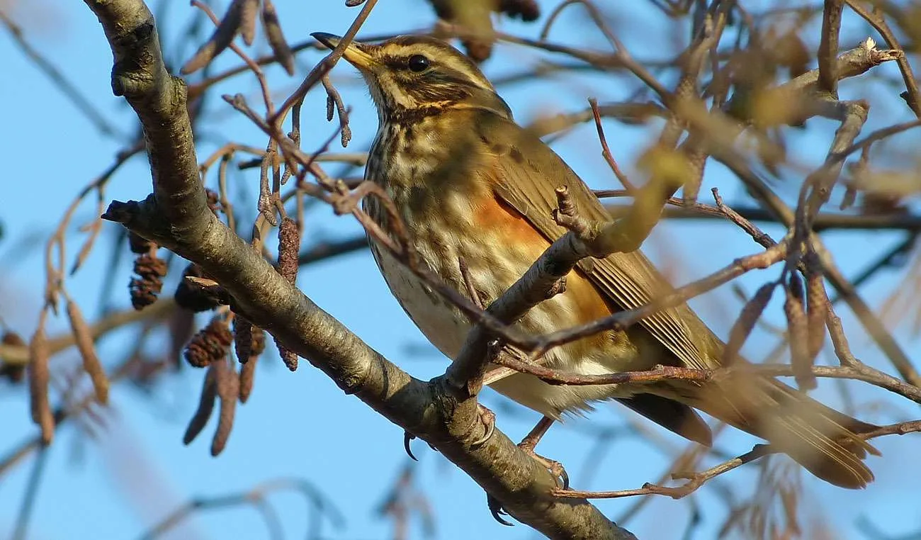 Redwing