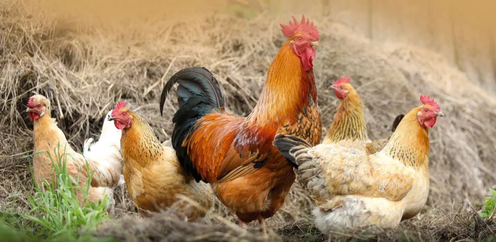 cock 2522623