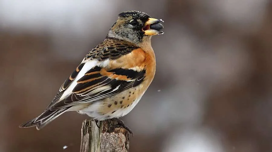 Brambling Male