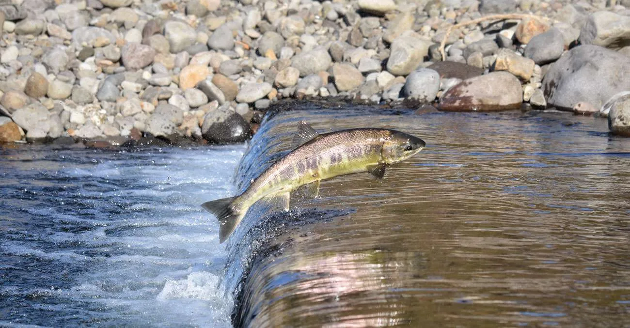 salmon