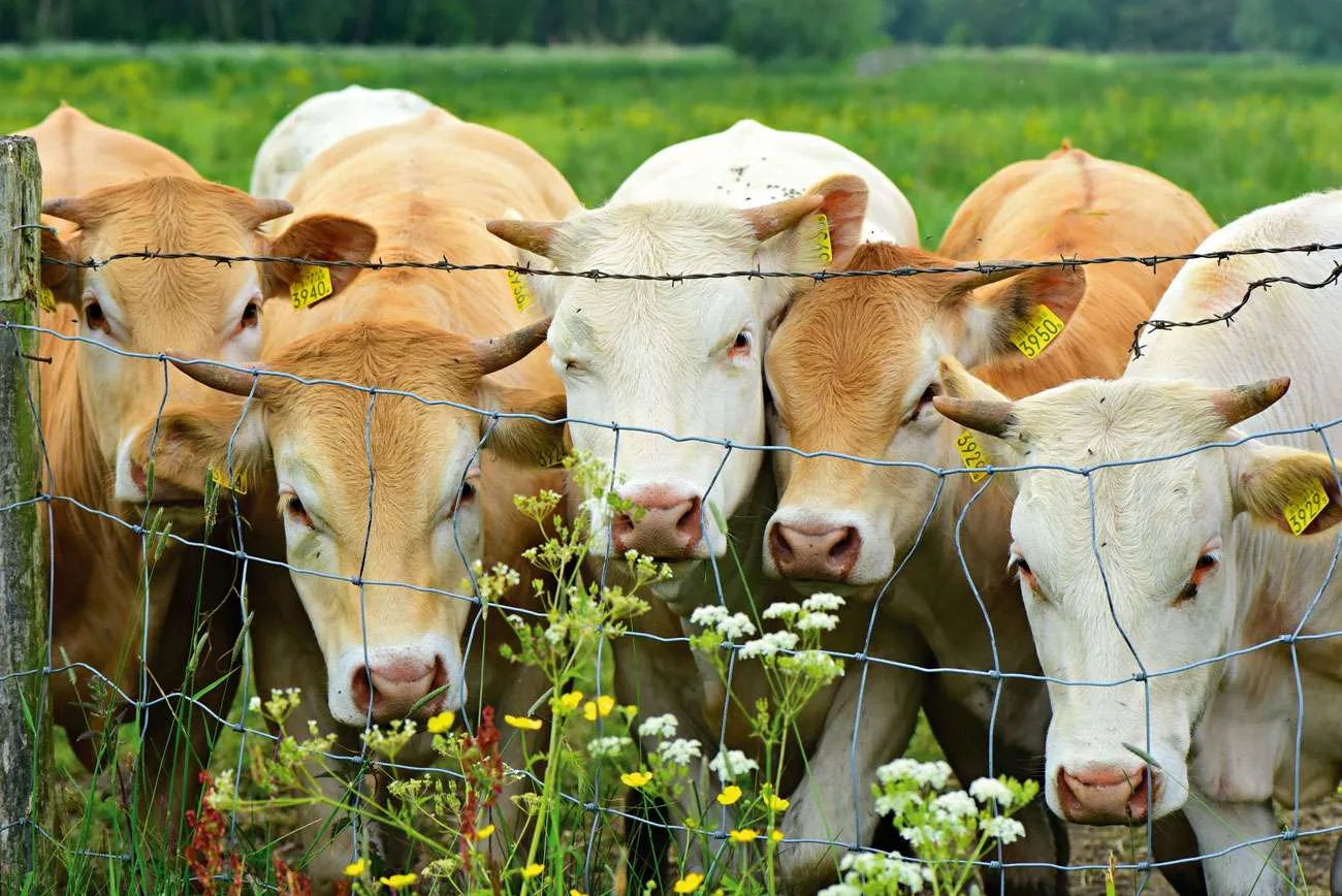 cow 4213076