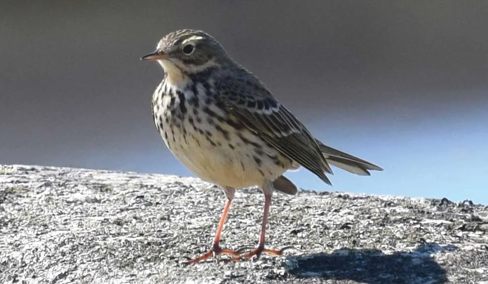 Meadow Pipit (Larvik)