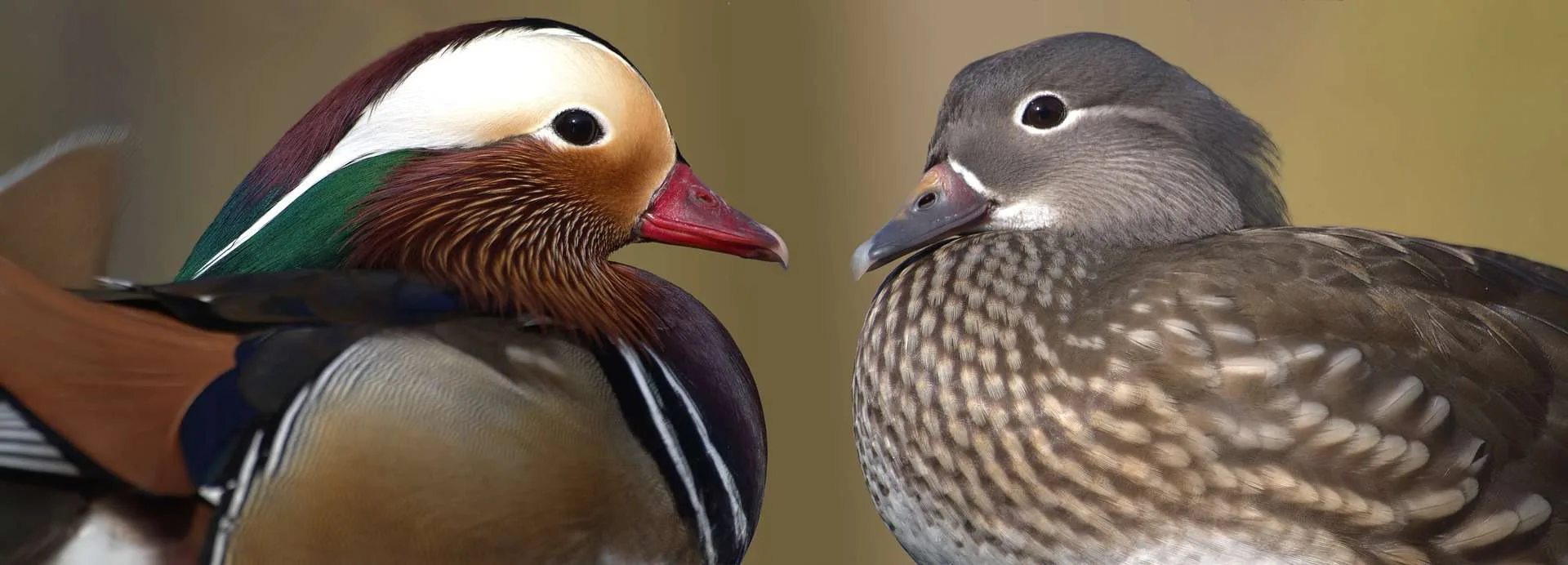 mandarin ducks 4082263 1920