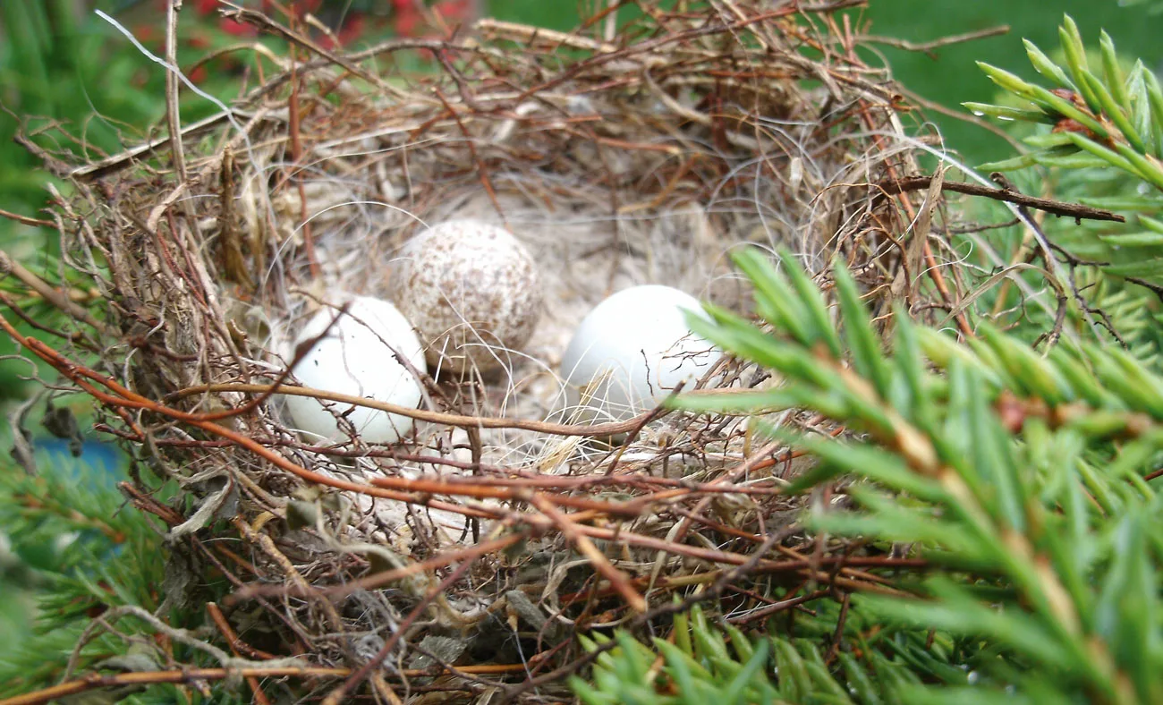 Cuculus canorus egg