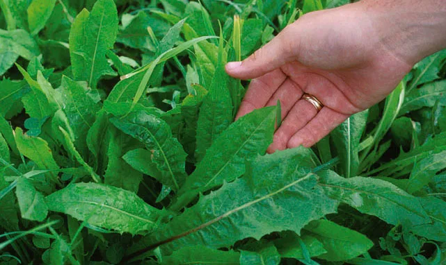 Wild Chicory