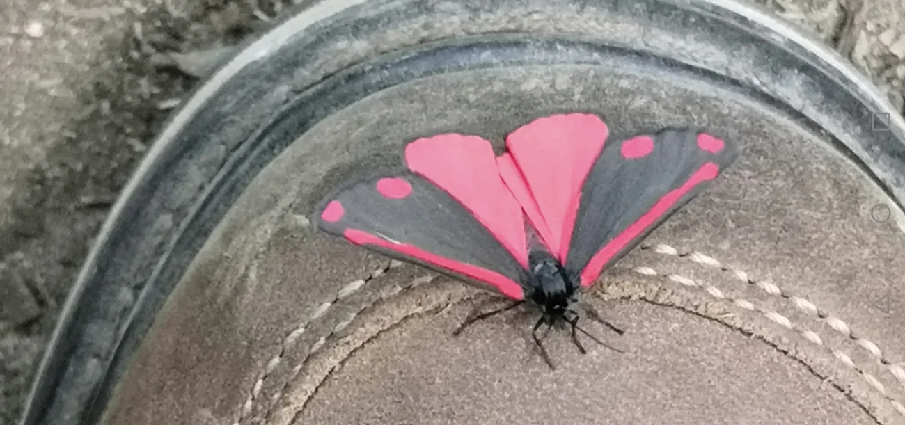 Cinnabar Moth