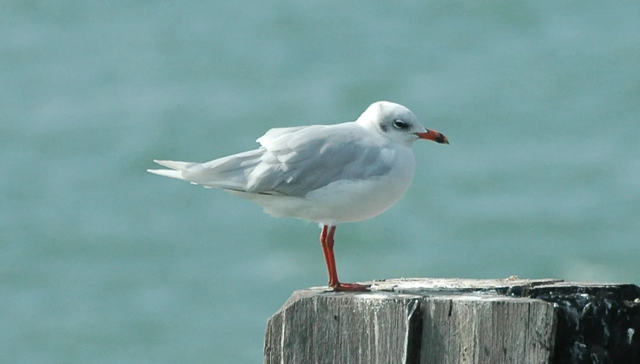 Med gull southend