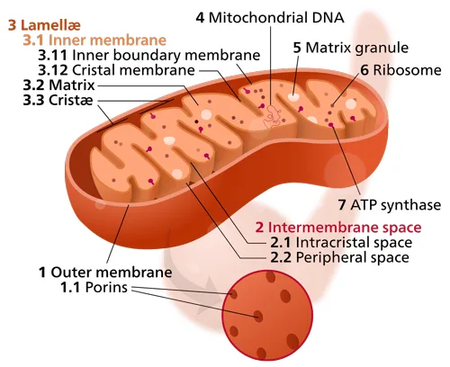 Mitochondrion mini