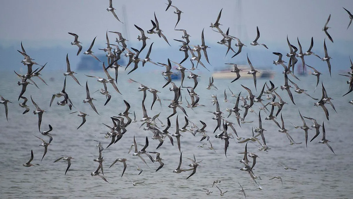 Bar tailed Godwits (8592998386)