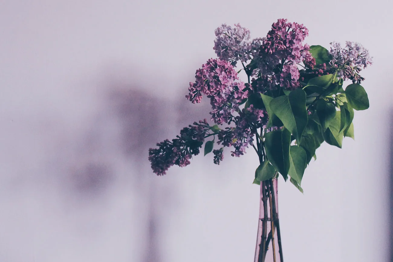 flower 731480
