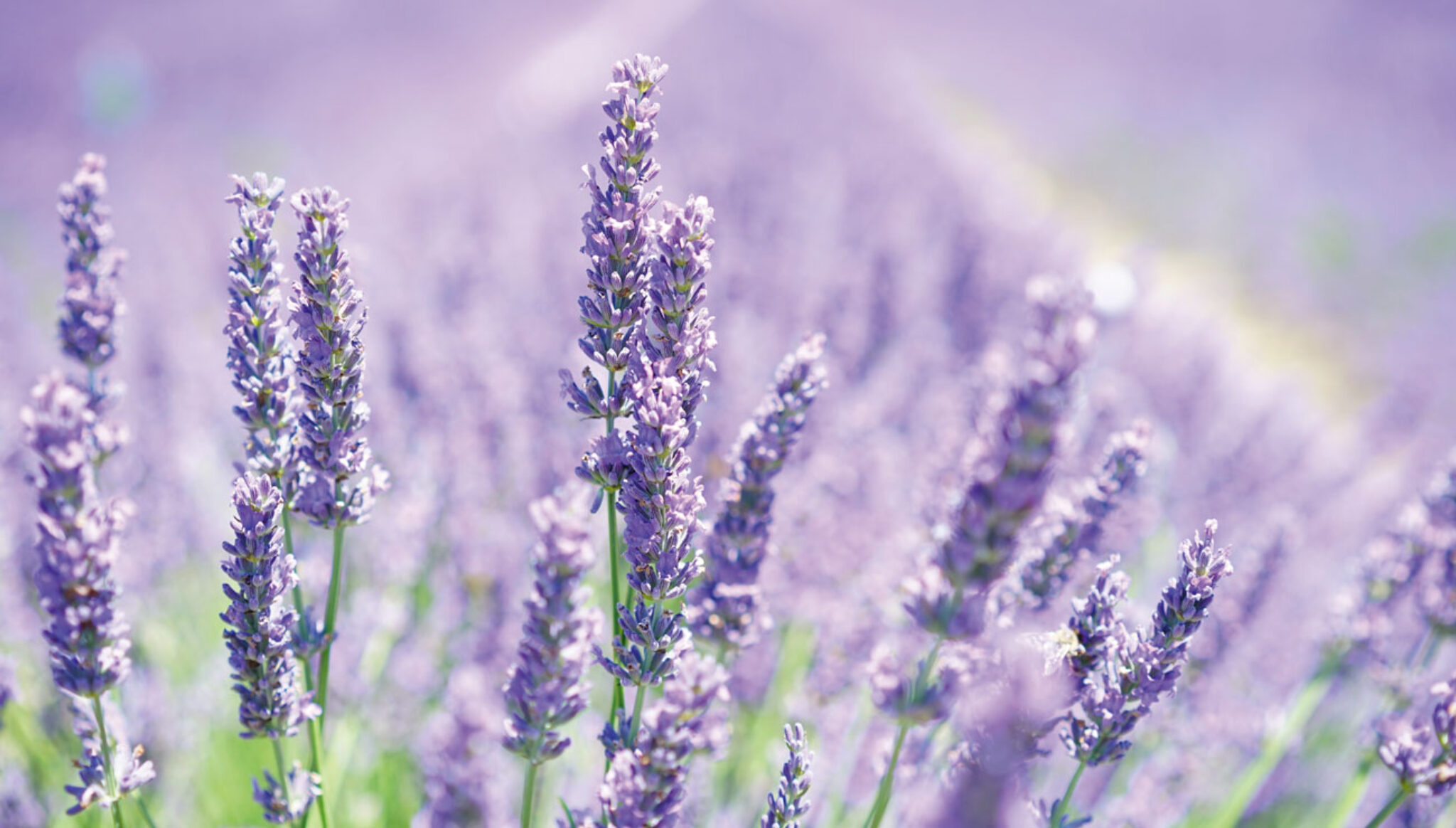 lavender-blossom - Cranleigh Magazine