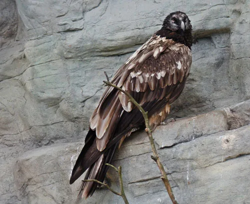 bearded vulture adult