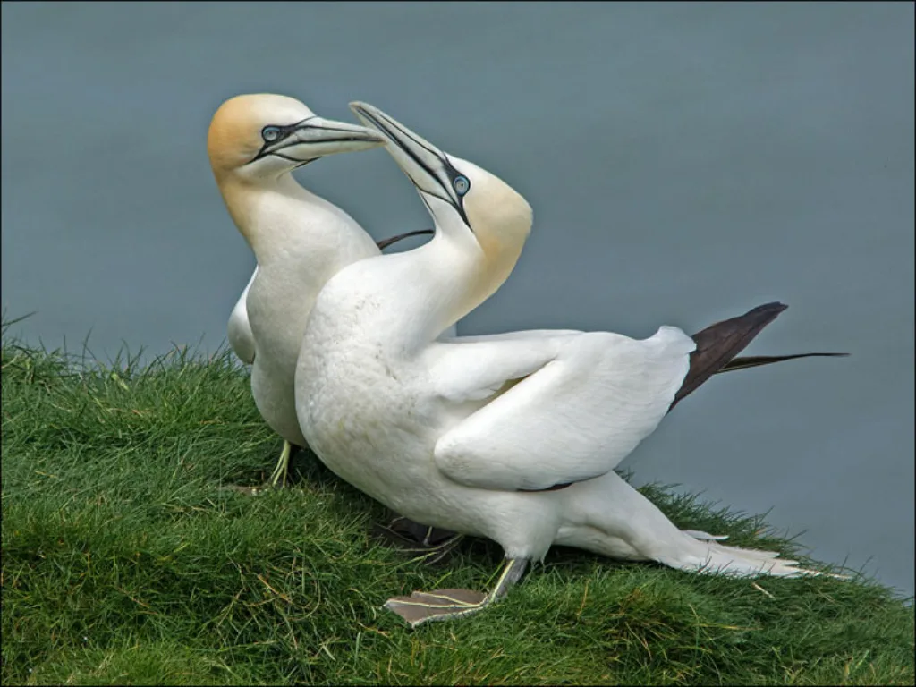 CO Gannets Mating Pair Swales Parry