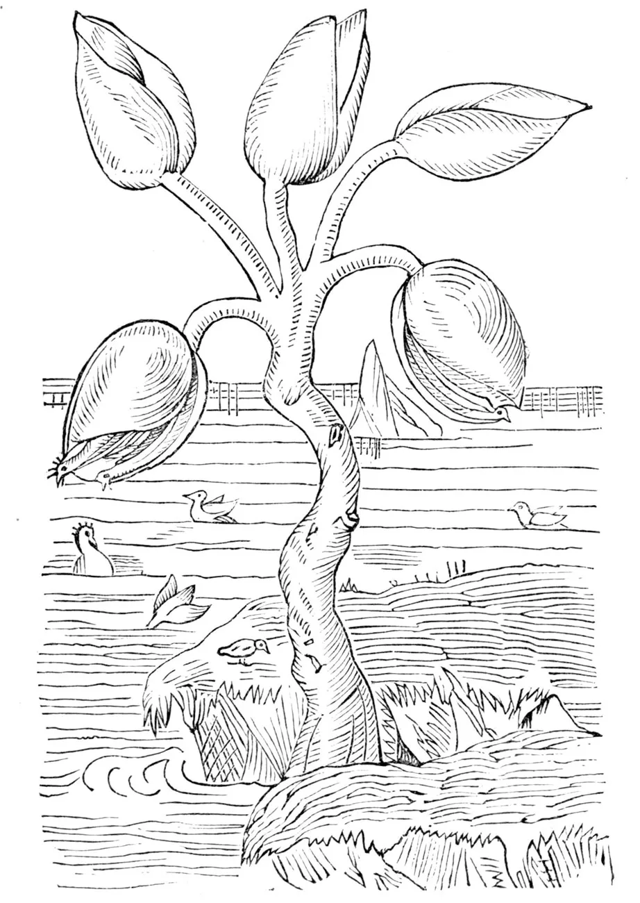 Gerard’s Barnacle Goose Tree