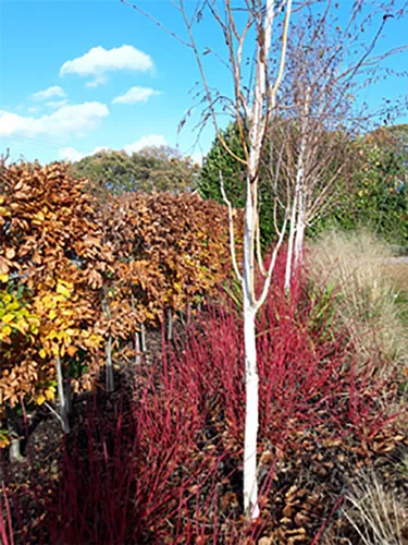 Plants 1