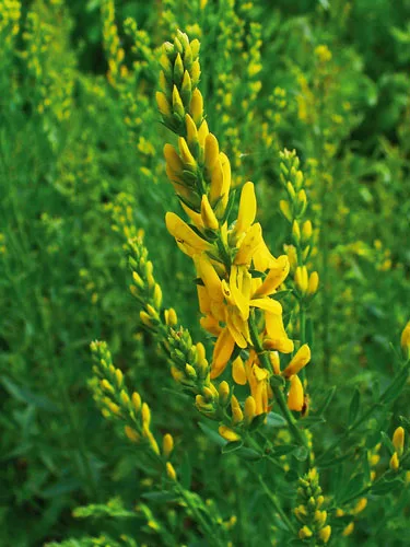 genista tinctoria