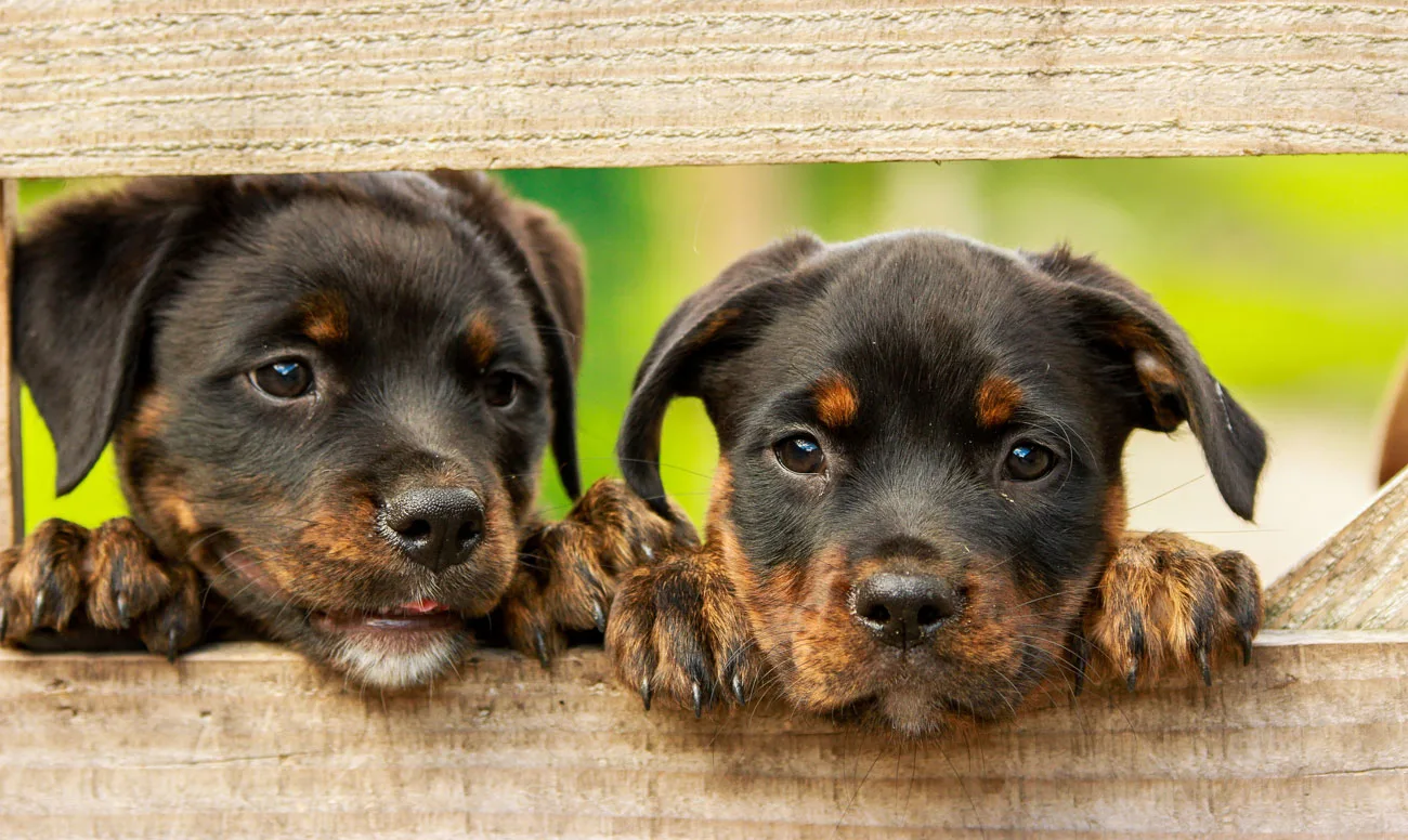 rottweiler 1785760
