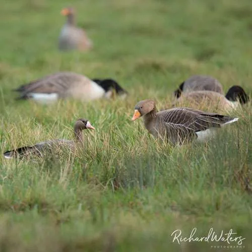 Russian White fronted Geese Richard Waters 1