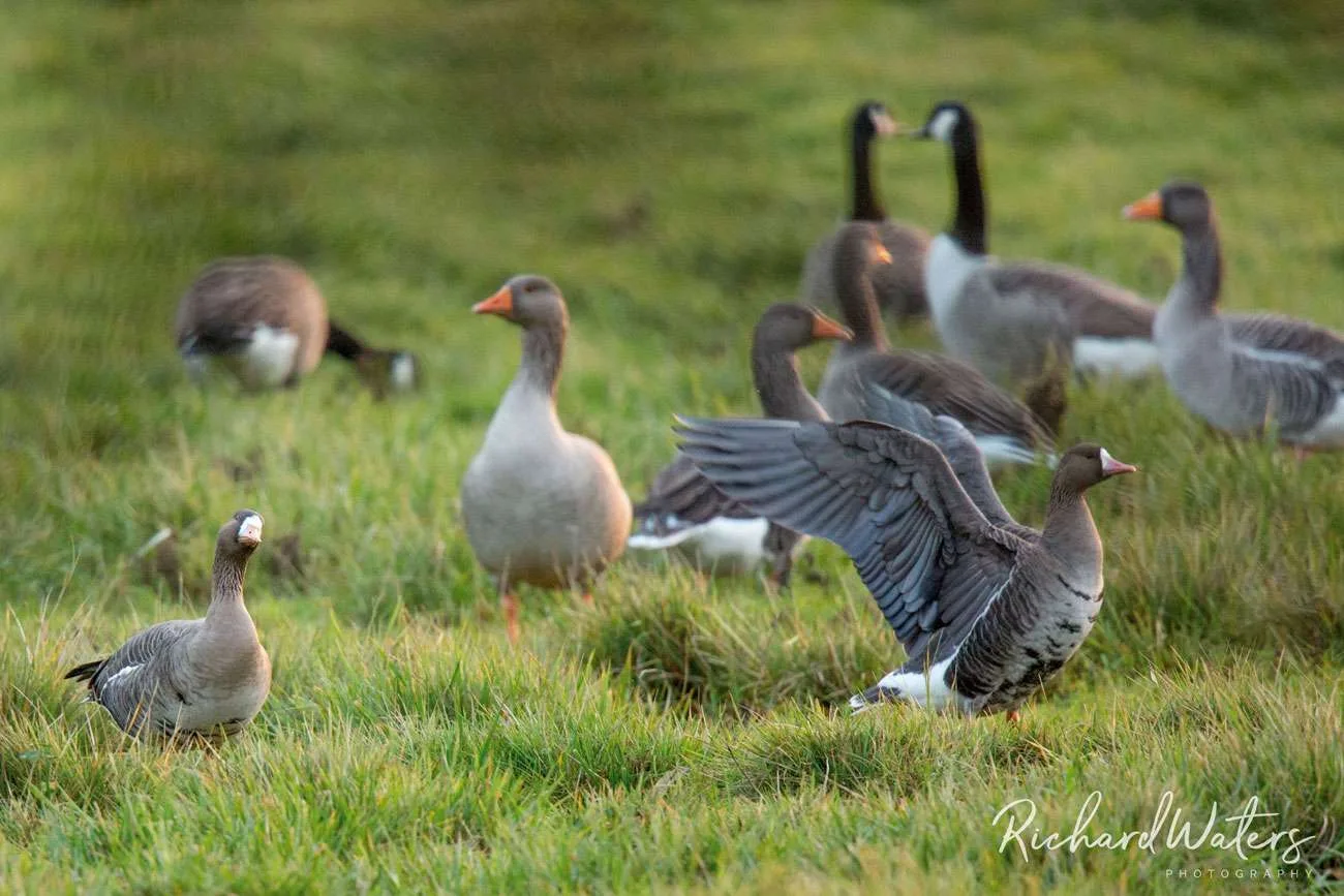 Russian White fronted Geese Richard Waters 3