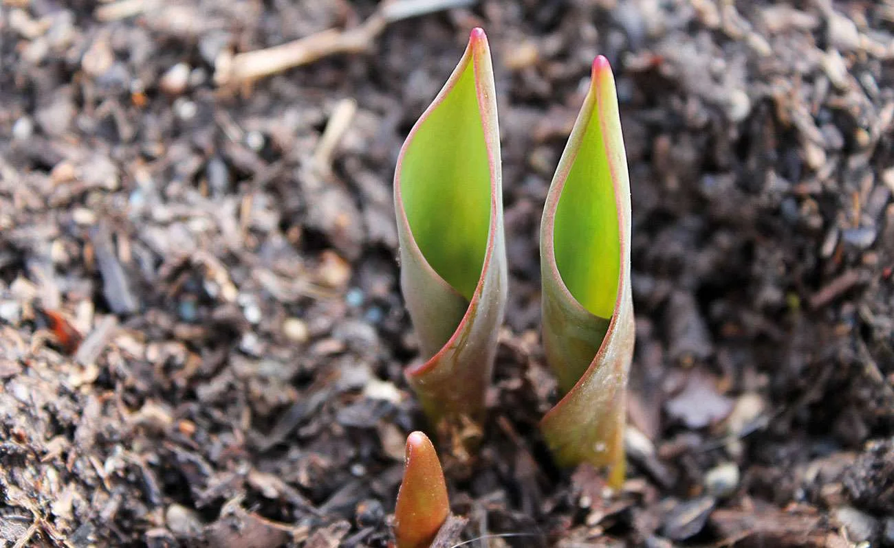 tulip 683989