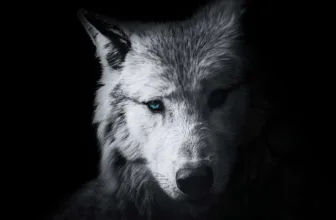 Ivy Mitchell – She-Wolf