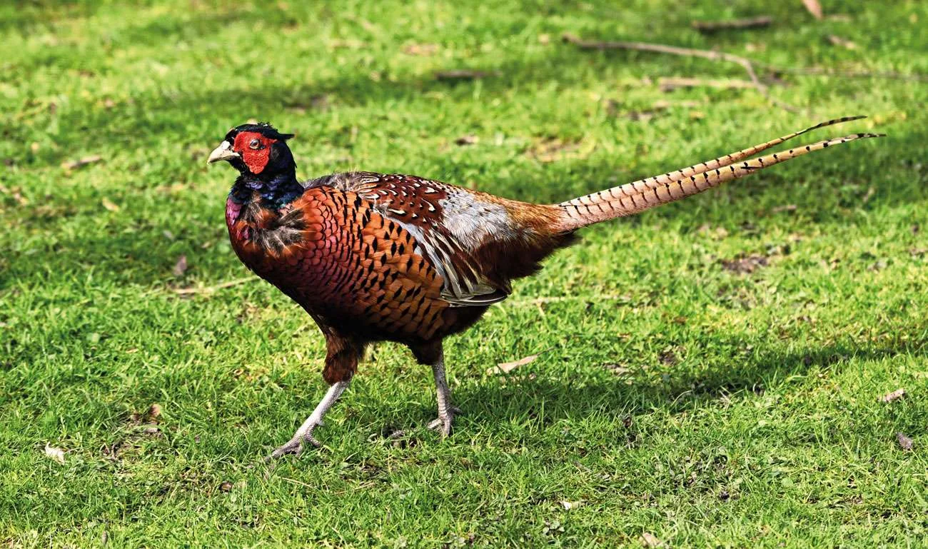 common pheasant