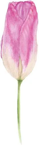 tulip loco