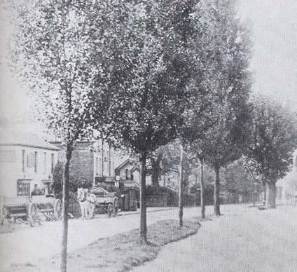 Two carts and a wagon in the Street outside Holdens yard before 1906