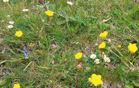 Buttercups