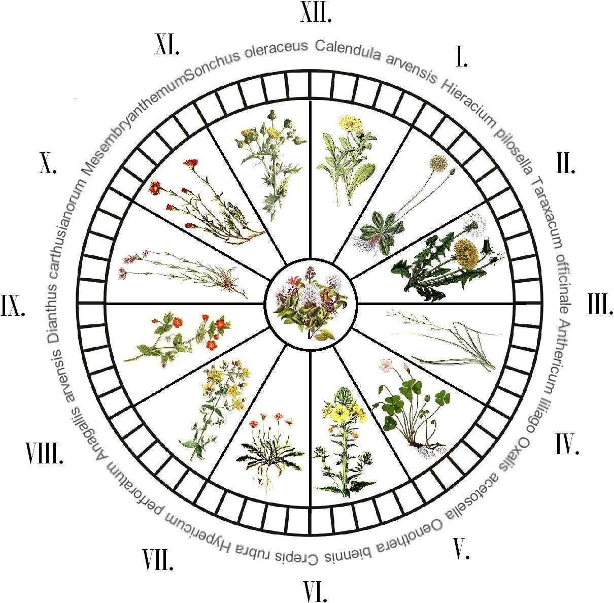 flower clock