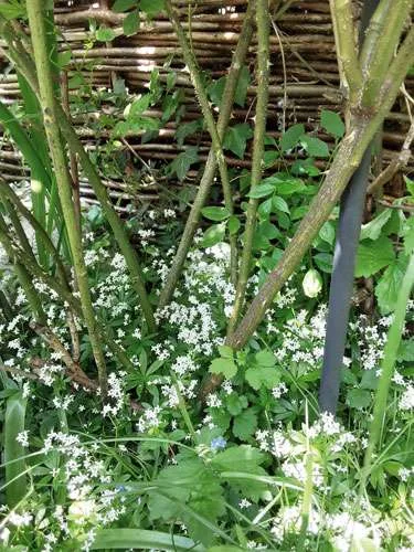 Woodruff beneath some Rose bushes