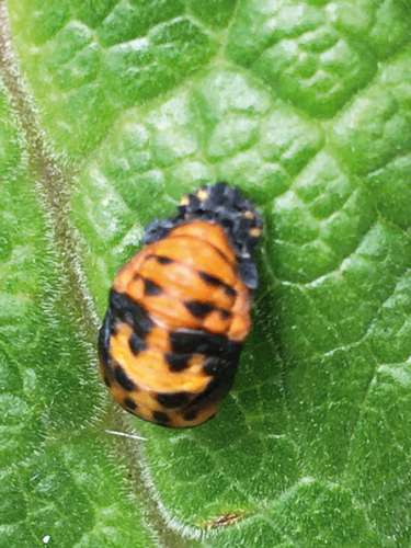 Stage 2 of the ladybird larva
