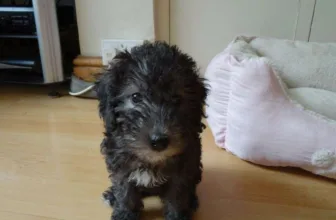 Bedlington Birthday! – Sara Bridgeman