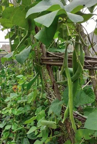 Shuttlecock structure for growing runner beans
