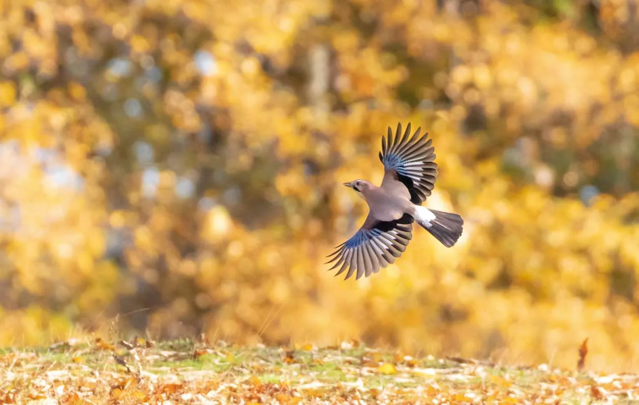 Jay in flight