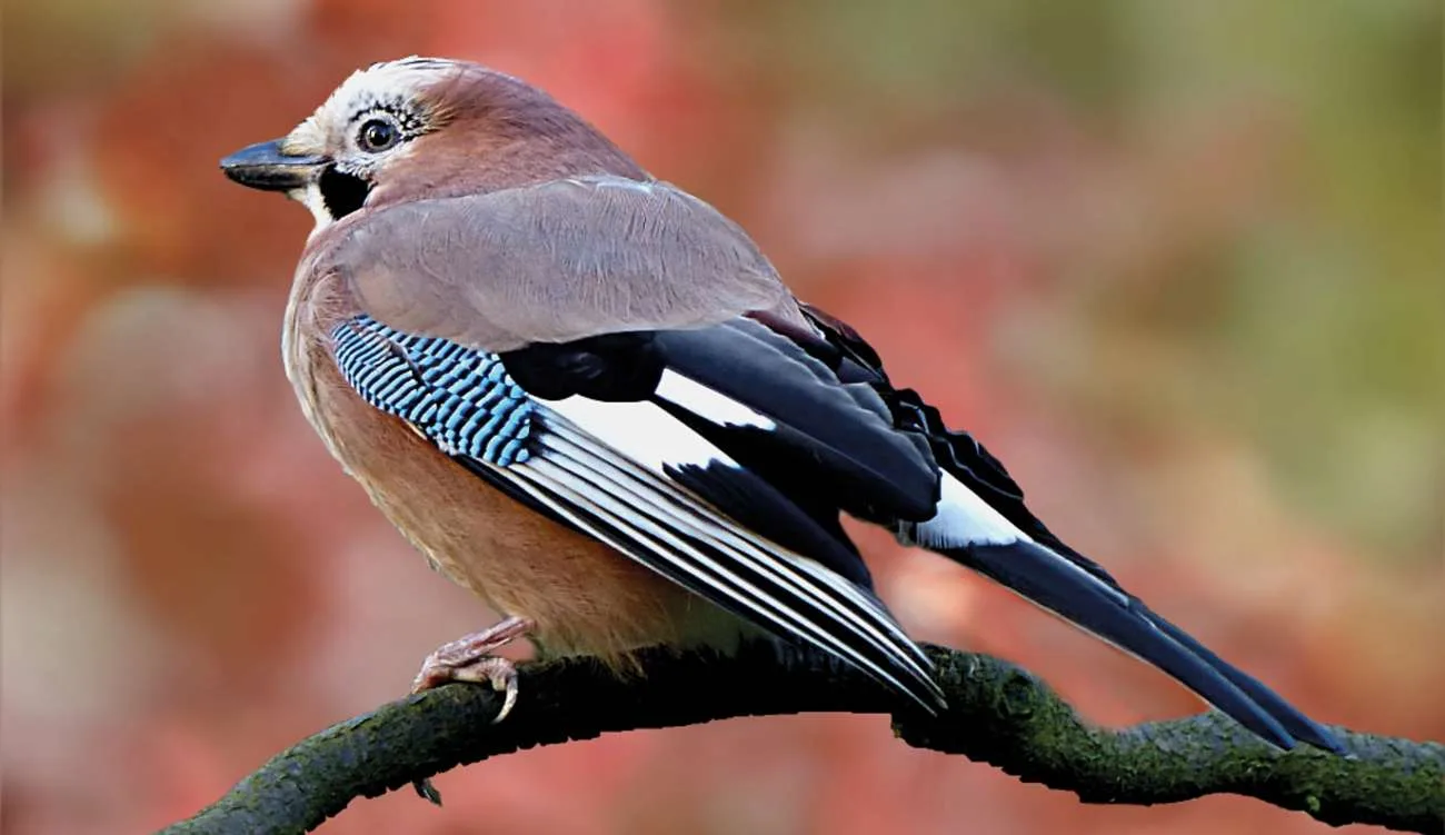 bird 2019666