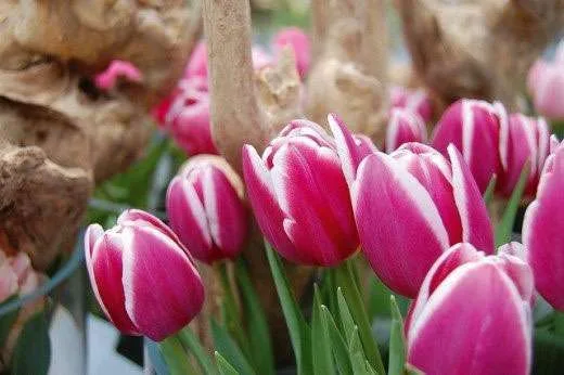 Tulips