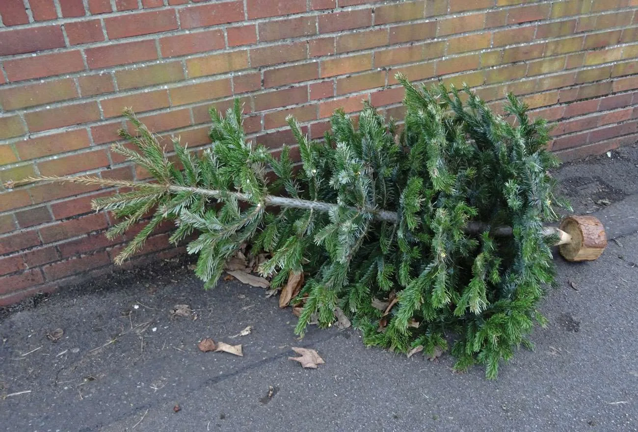 christmas tree