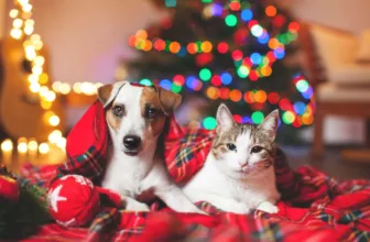 A Festive Finale! – Sara Bridgeman