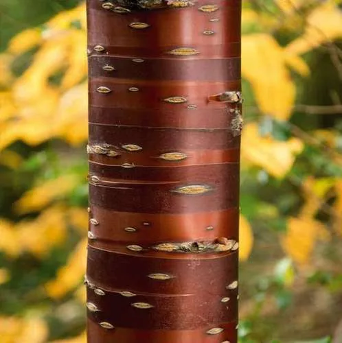 Prunus serrula with chestnut bark